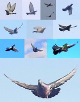 /album/palomas-buchonas-de-estilo/estilo-4-jpg/